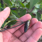 Pequin Purple Cross F2 Pepper Seeds – Hot, Open Pollinated (20+ Seeds)