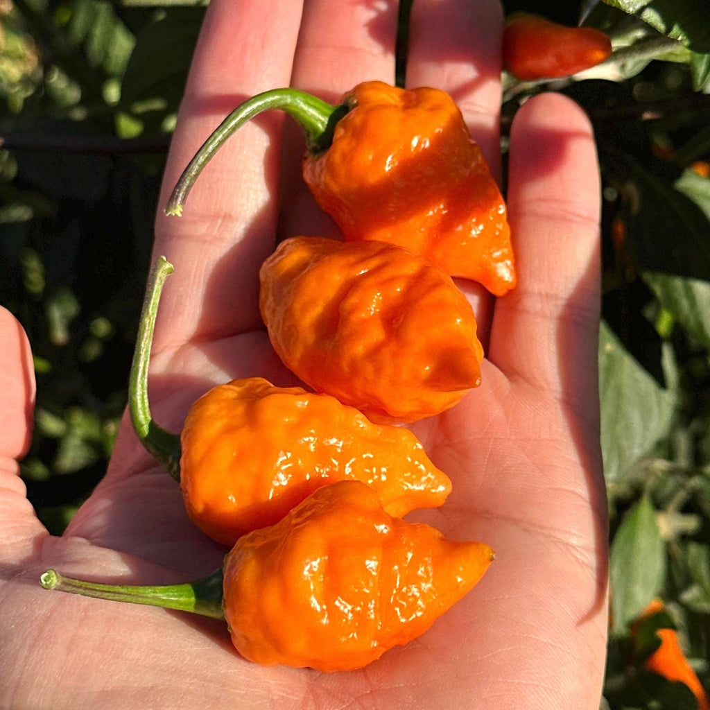 Orange Chicken F6 Pepper Seeds -  20+ Hot Pepper Seeds