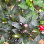 Purple Texas Rice Cross F2 Pepper Seeds – Hot Sauce Variety (20+ Seeds)
