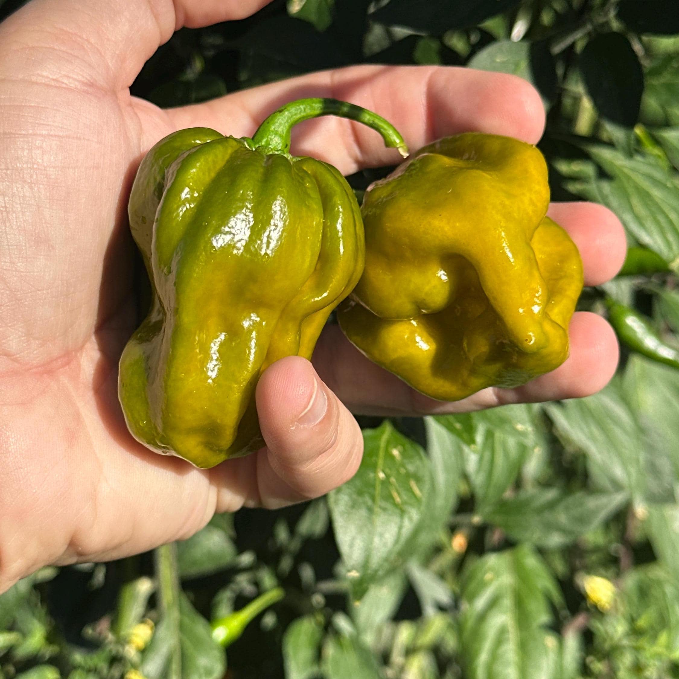 7 pot pepper plant 7 Pot Evergreen Pepper Seeds