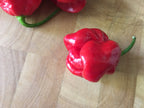 Red Habanero Cross Pepper Seeds - Super-Hot Variety (20+ Seeds)