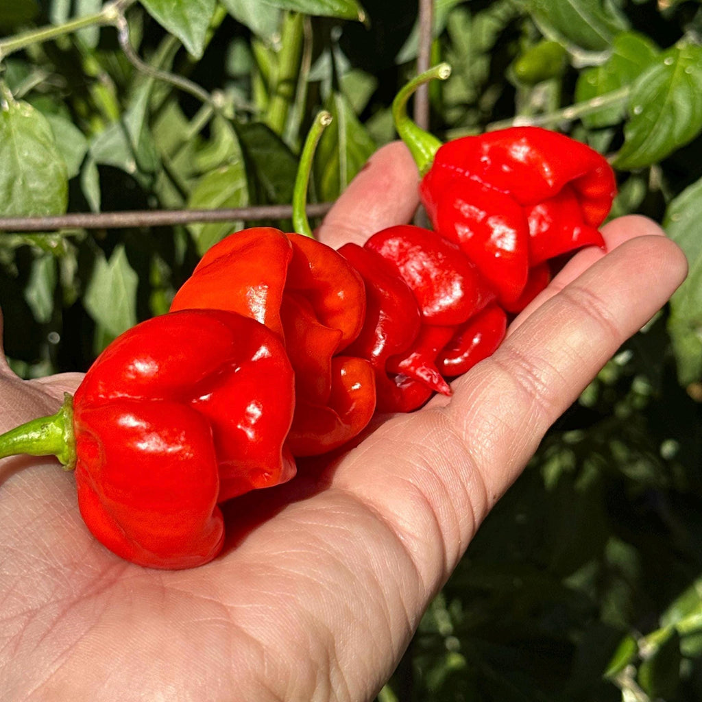 Reaper Smooth F2 Pepper Seeds - (20+ Super Hot Pepper Seeds