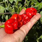 Reaper Smooth F2 Pepper Seeds - (20+ Super Hot Pepper Seeds