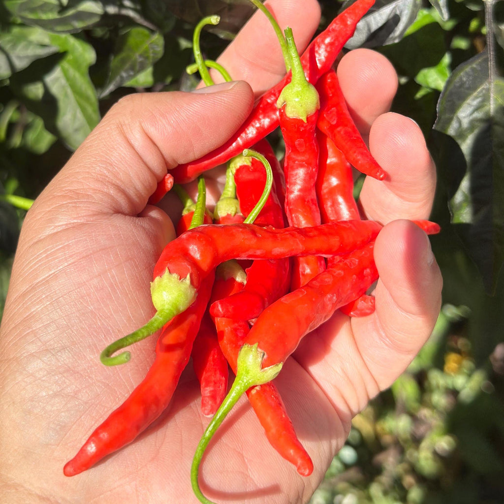 Red Long Baccatum Pepper Seeds – 20+ Open Pollinated Seeds