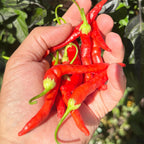 Red Long Baccatum Pepper Seeds – 20+ Open Pollinated Seeds