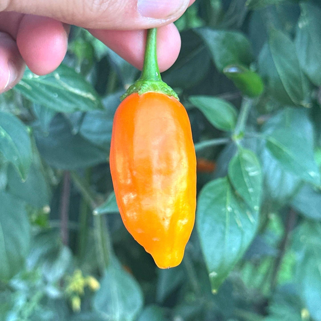 Jamy Pepper Seeds – Capsicum Baccatum (20+ Seeds)