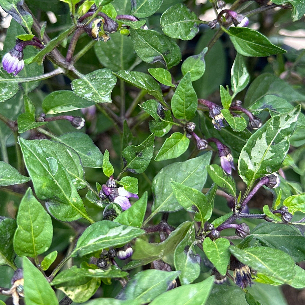 Variegated Filius Blue Pepper Seeds: Colorful Hot Peppers (20+ Seeds)