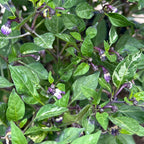 Variegated Filius Blue Pepper Seeds: Colorful Hot Peppers (20+ Seeds)