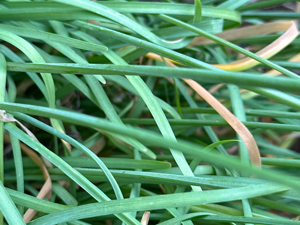 Garlic Chive Seeds: Open Pollinated, Attracts Bees (100+ Seeds)