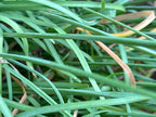 Garlic Chive Seeds: Open Pollinated, Attracts Bees (100+ Seeds)