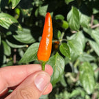 Jeracuaro Orange Pepper Seeds - 20+ Hot Pepper Seeds