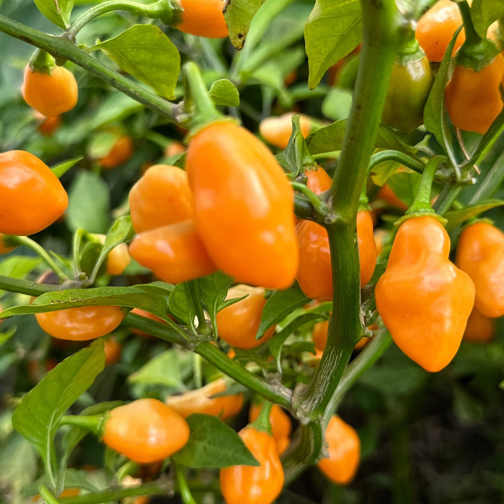 7 - Pack Pepper Seed Combo Deal - 140+ Pepper Seeds