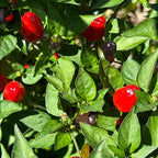 Purple Wild Brazil Cross F2 Seeds - Hot Pepper (20+ Seeds)