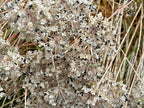 Garlic Chive Seeds: Open Pollinated, Attracts Bees (100+ Seeds)