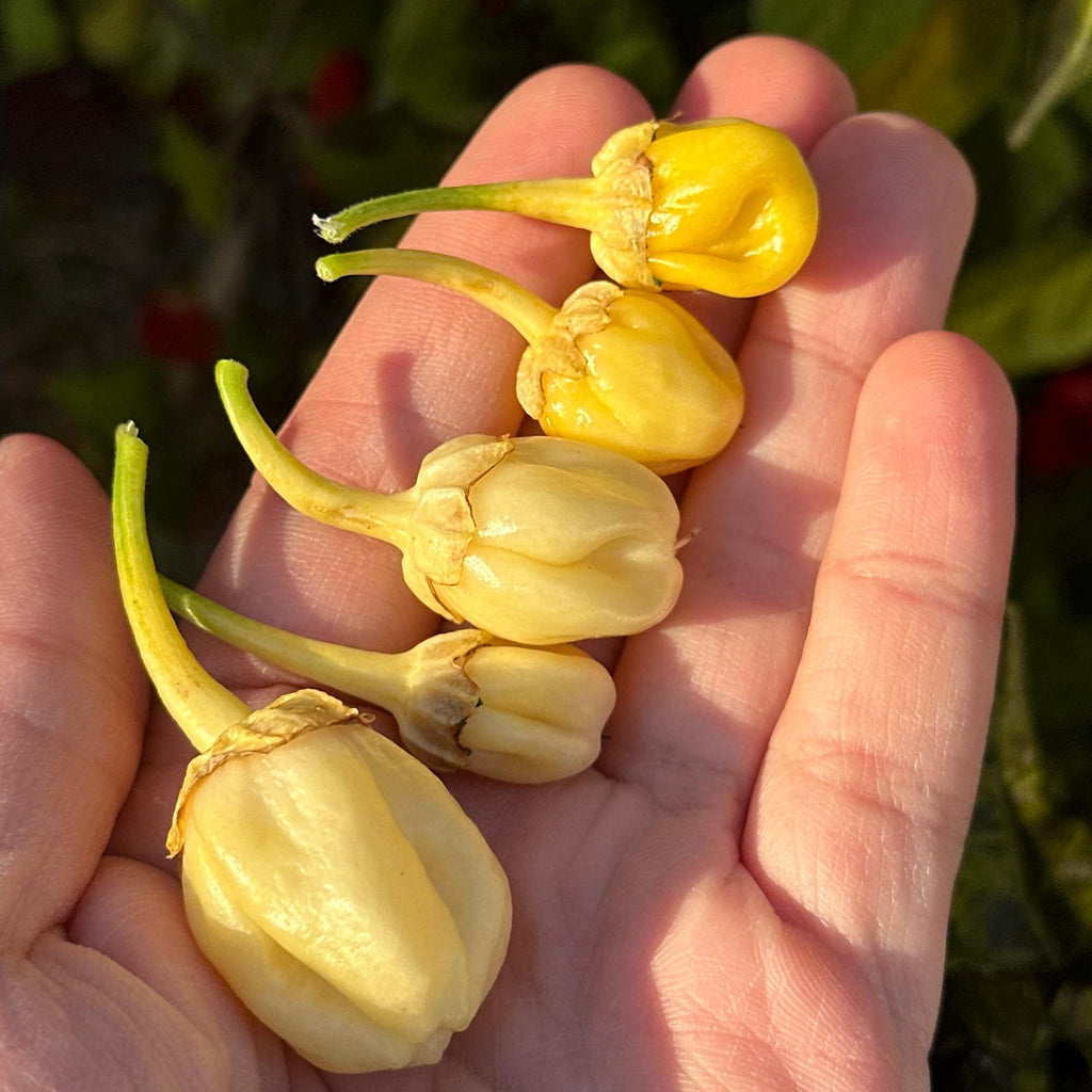 White 7 Pot Bubblegum Pepper Seeds -   20+ Hot Pepper Seeds