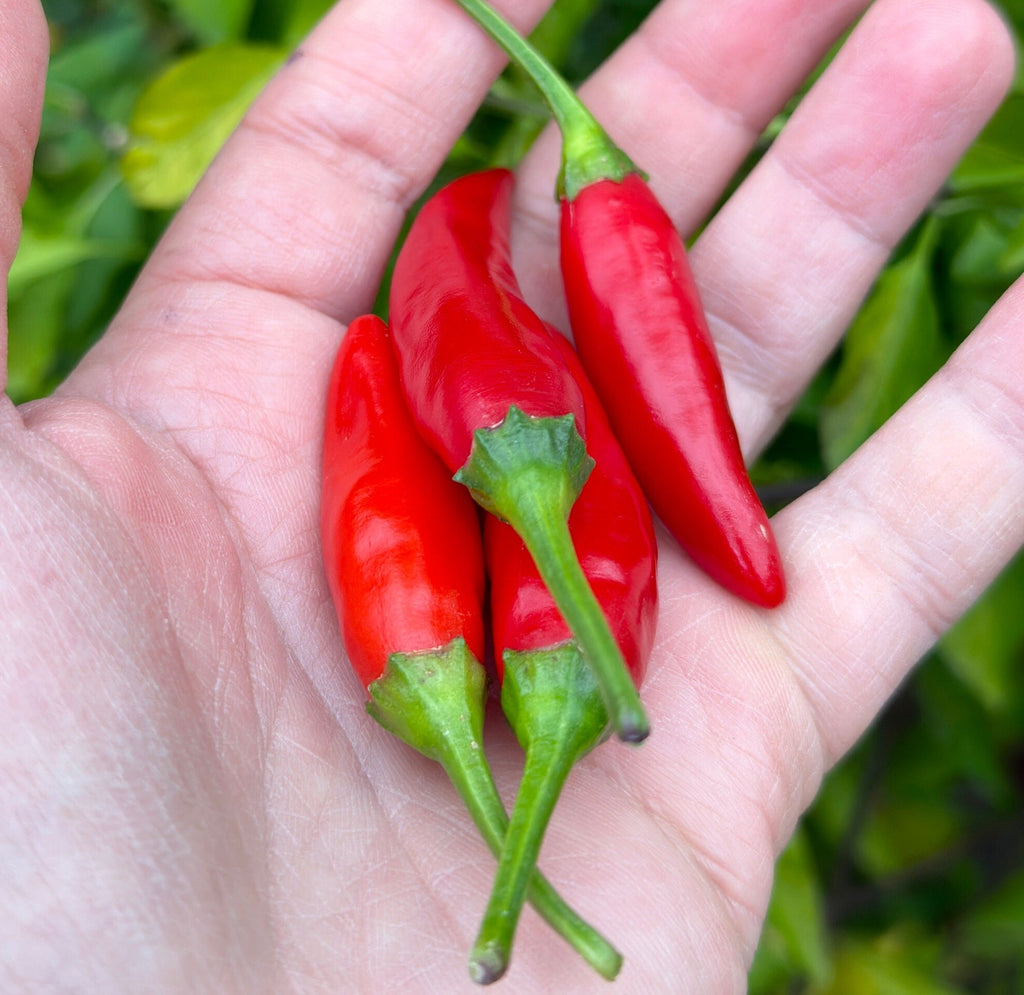 Purple StarrScream Cross Pepper Seeds - 20+ Pepper Seeds
