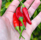 Purple StarrScream Cross Pepper Seeds - 20+ Pepper Seeds