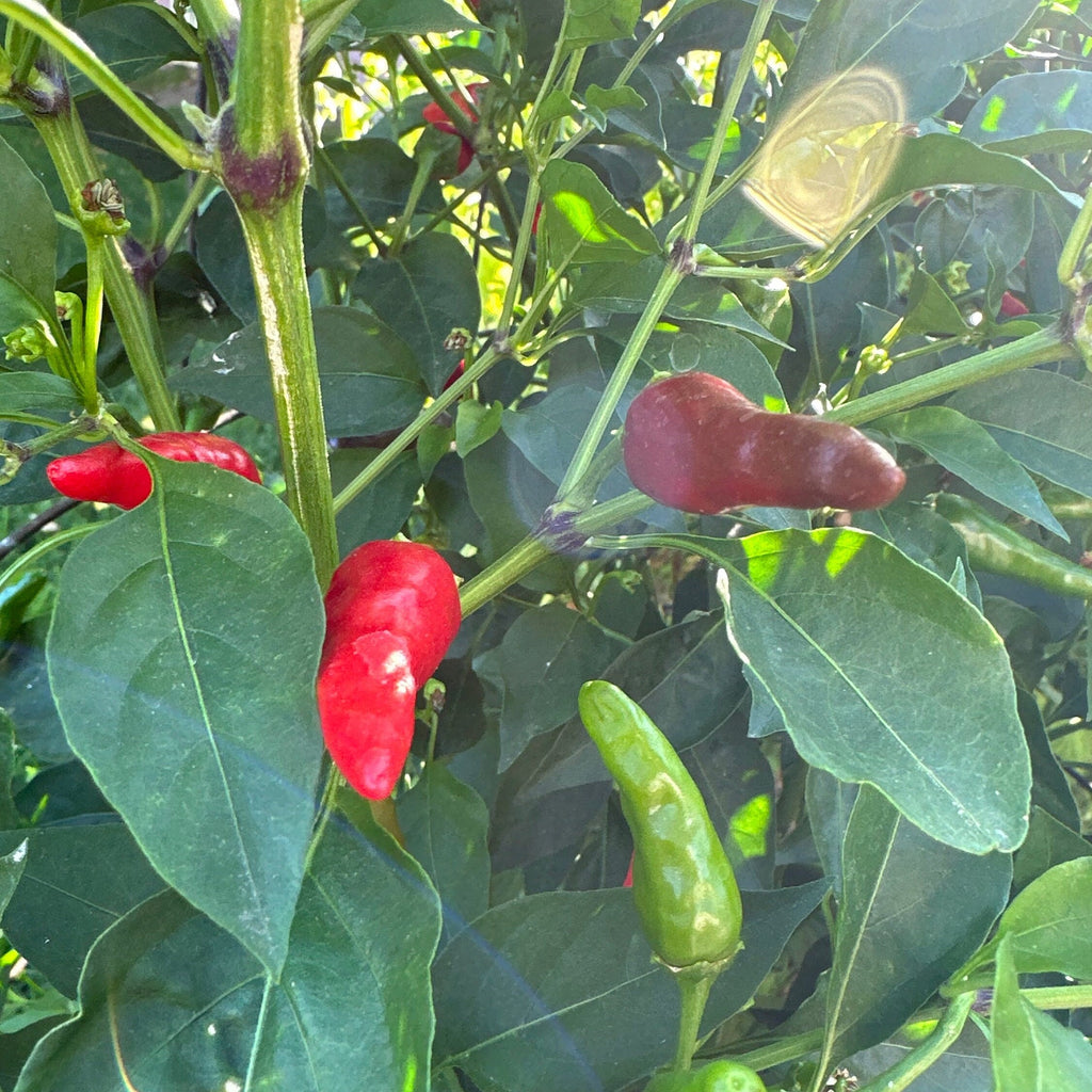 Wild Brazil Cross F2 Seeds - Hot Pepper Variety (20+ Seeds)