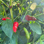 Wild Brazil Cross F2 Seeds - Hot Pepper Variety (20+ Seeds)