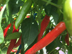 Fat Cayenne PepperSeeds -   20+ Hot Pepper Seeds