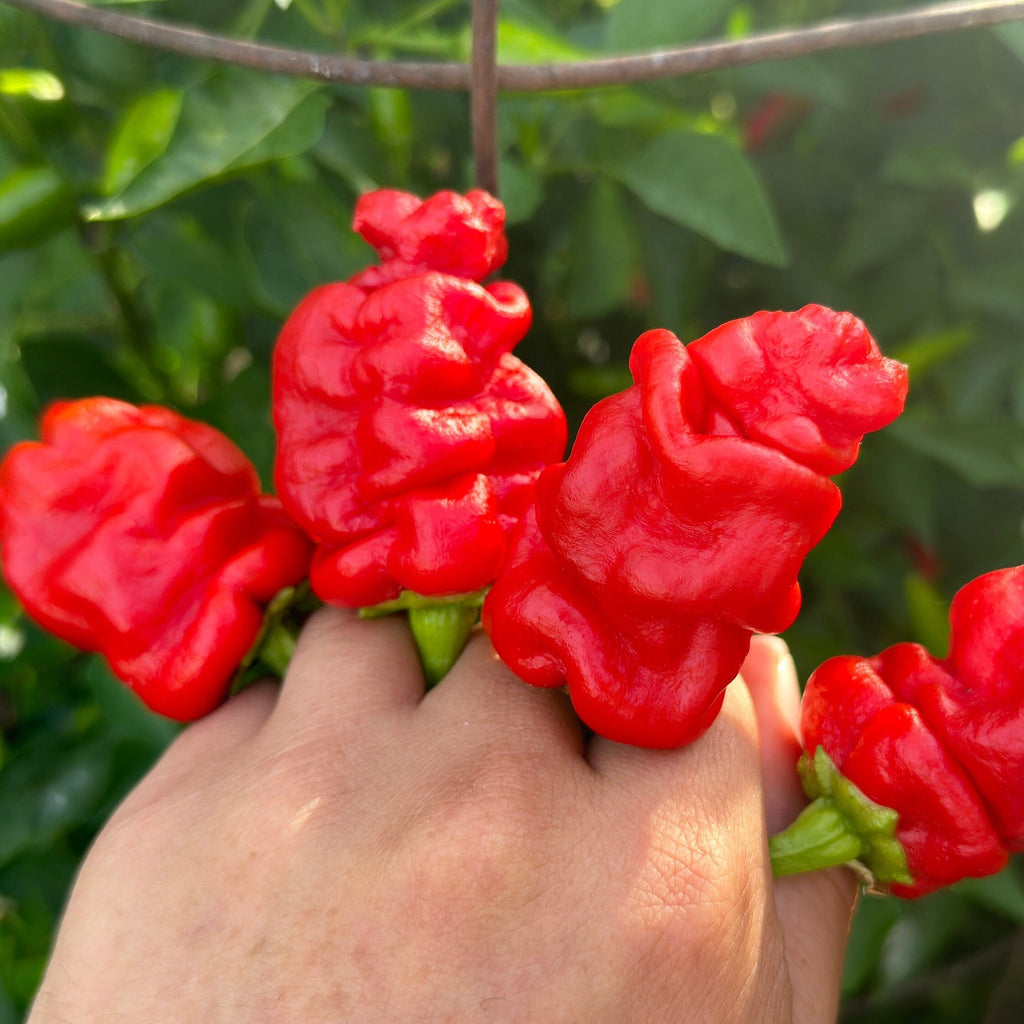 Zou-Pi Pepper Seeds - 20+ Hot Pepper Seeds