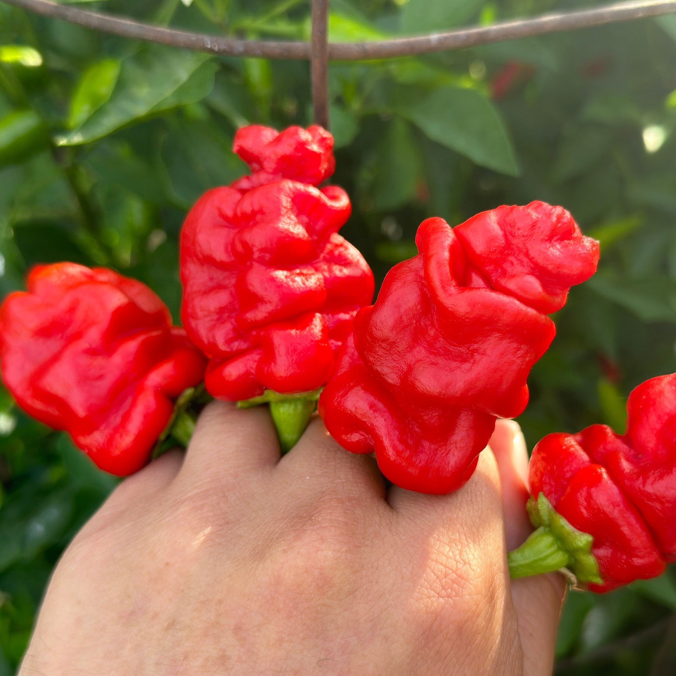 Zou-Pi Pepper Seeds - 20+ Hot Pepper Seeds