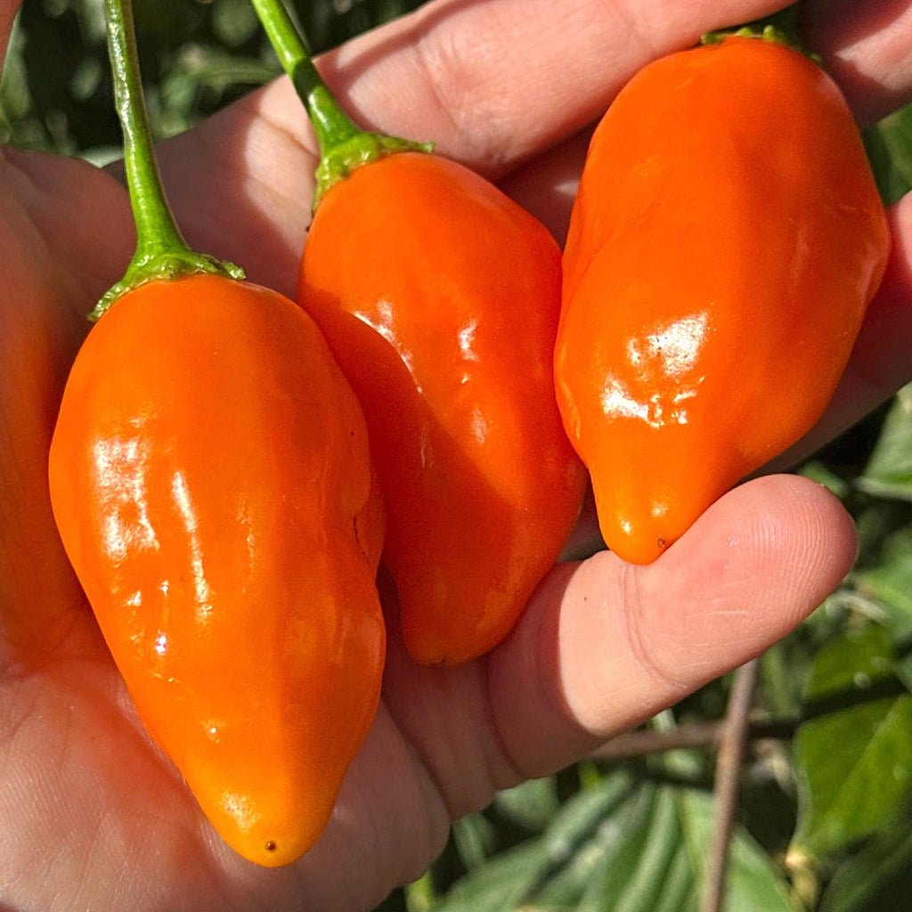 Jamy Pepper Seeds – Capsicum Baccatum (20+ Seeds)