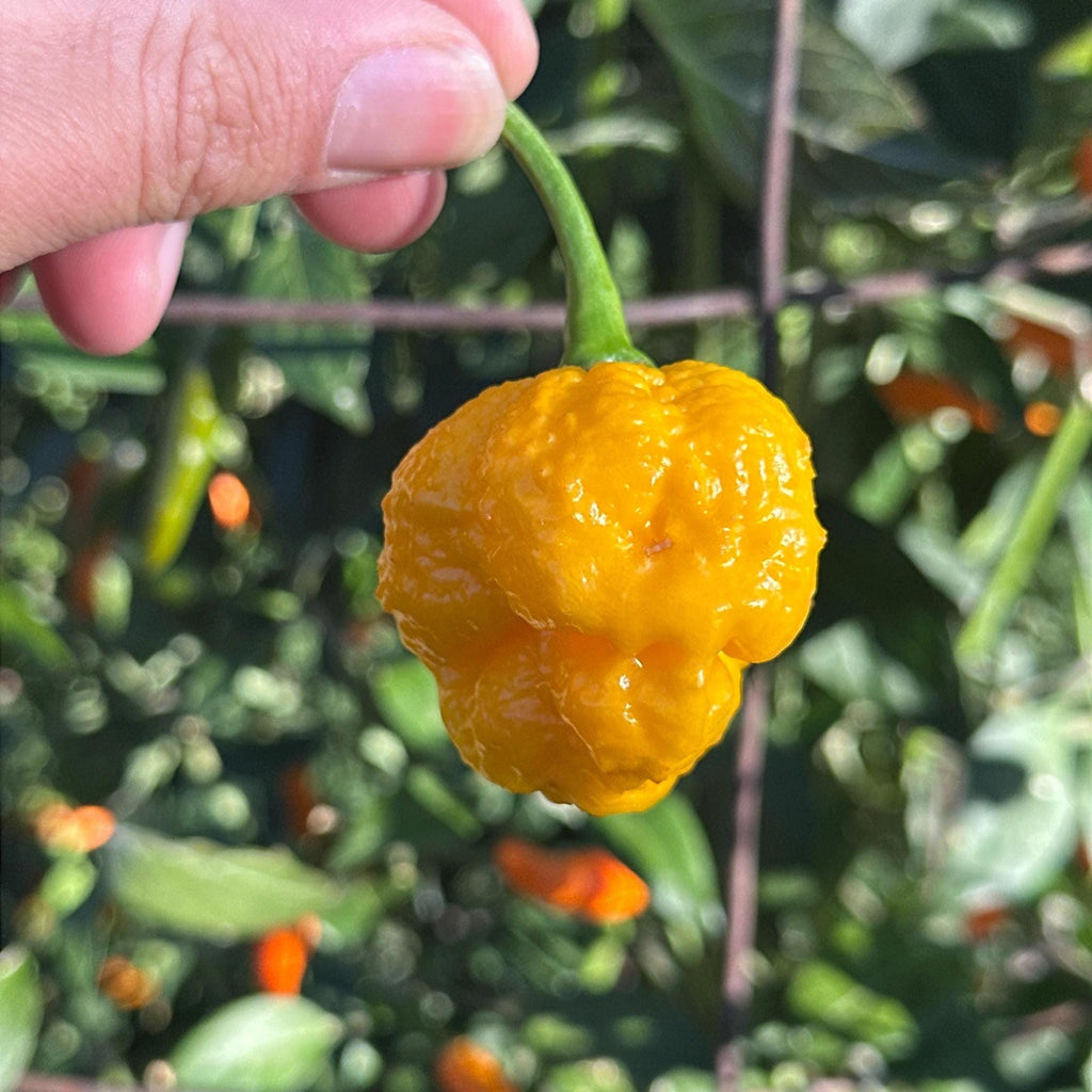 Yellow Brain Strain  Pepper Seeds -  20+ Hot Pepper Seeds