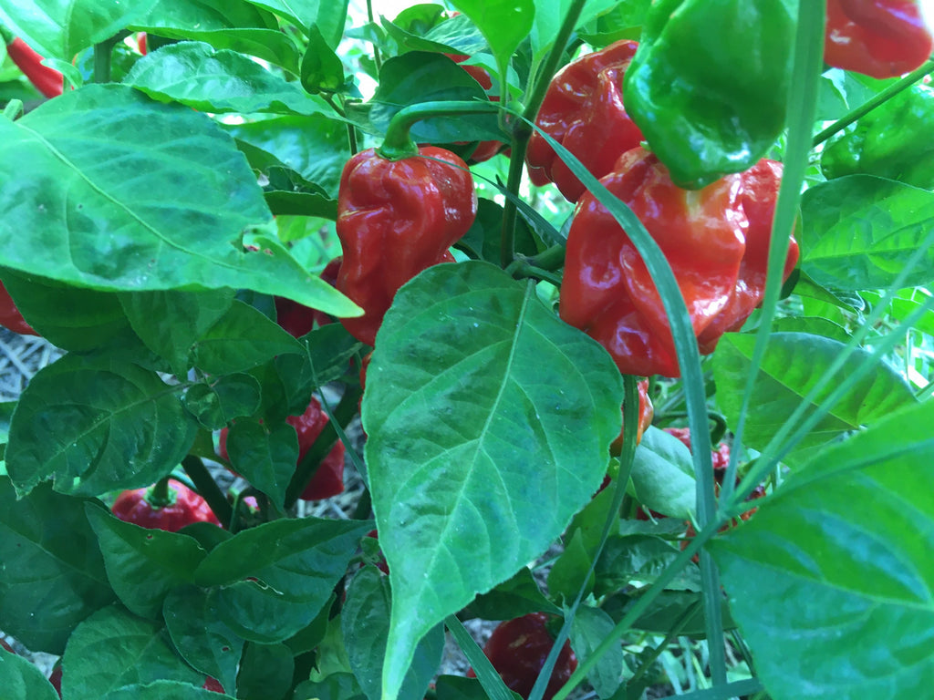 Red Habanero Cross Pepper Seeds - Super-Hot Variety (20+ Seeds)