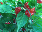 Red Habanero Cross Pepper Seeds - Super-Hot Variety (20+ Seeds)