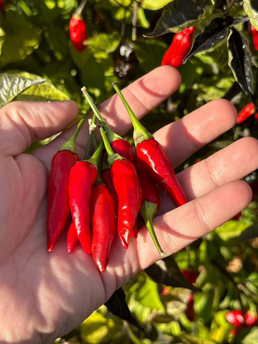 Tabasco Specialty Cross Pepper Seeds  -  20+ Pepper Seeds