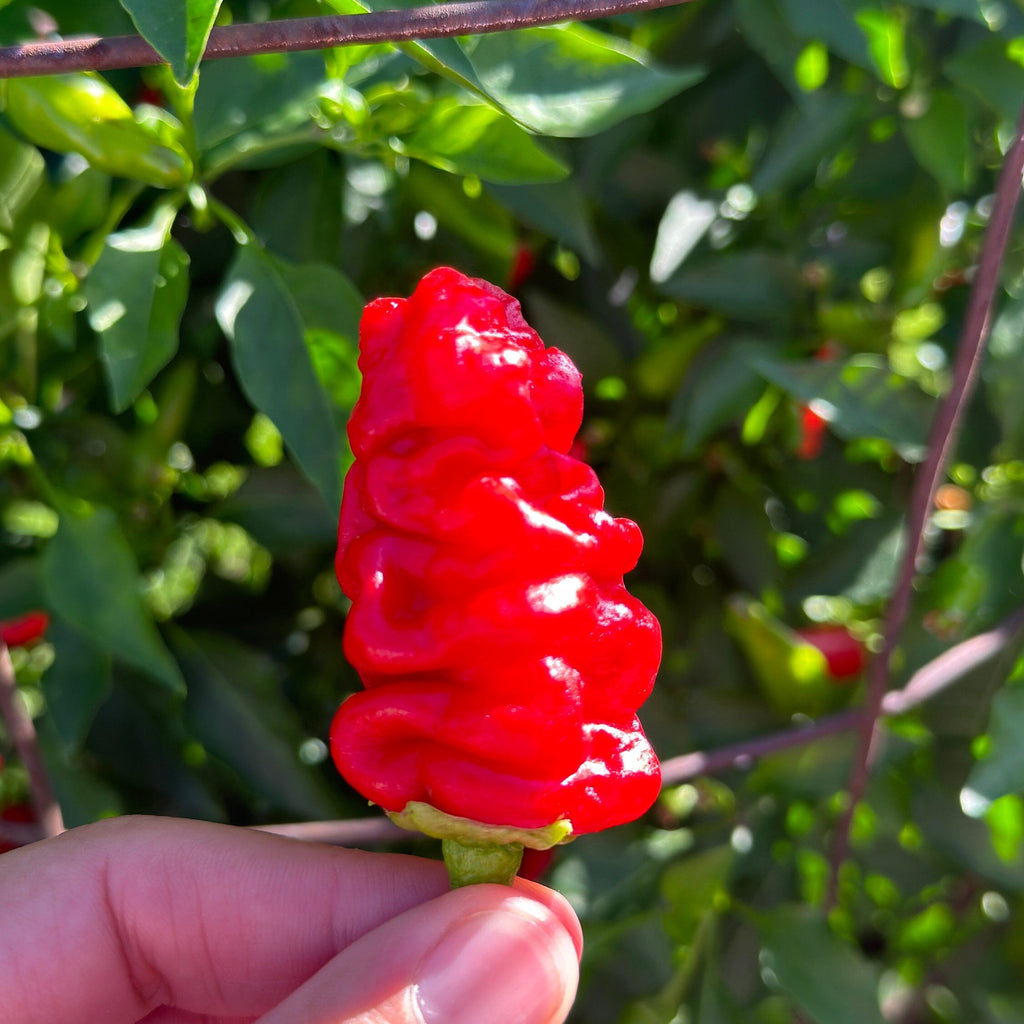 Zou-Pi Pepper Seeds - 20+ Hot Pepper Seeds