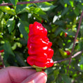 Zou-Pi Pepper Seeds - 20+ Hot Pepper Seeds
