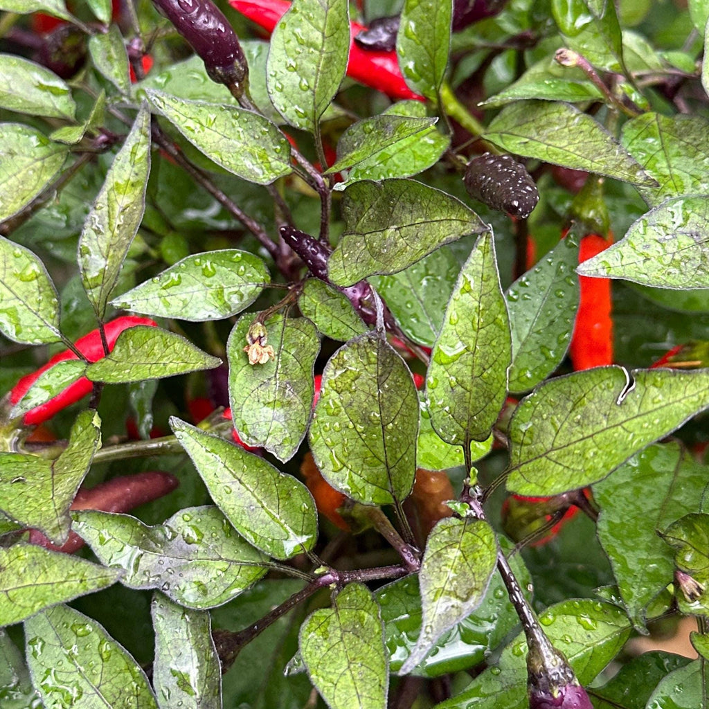 Dreamcatcher X Bleeding Rawit NB -   20+ Pepper Seeds