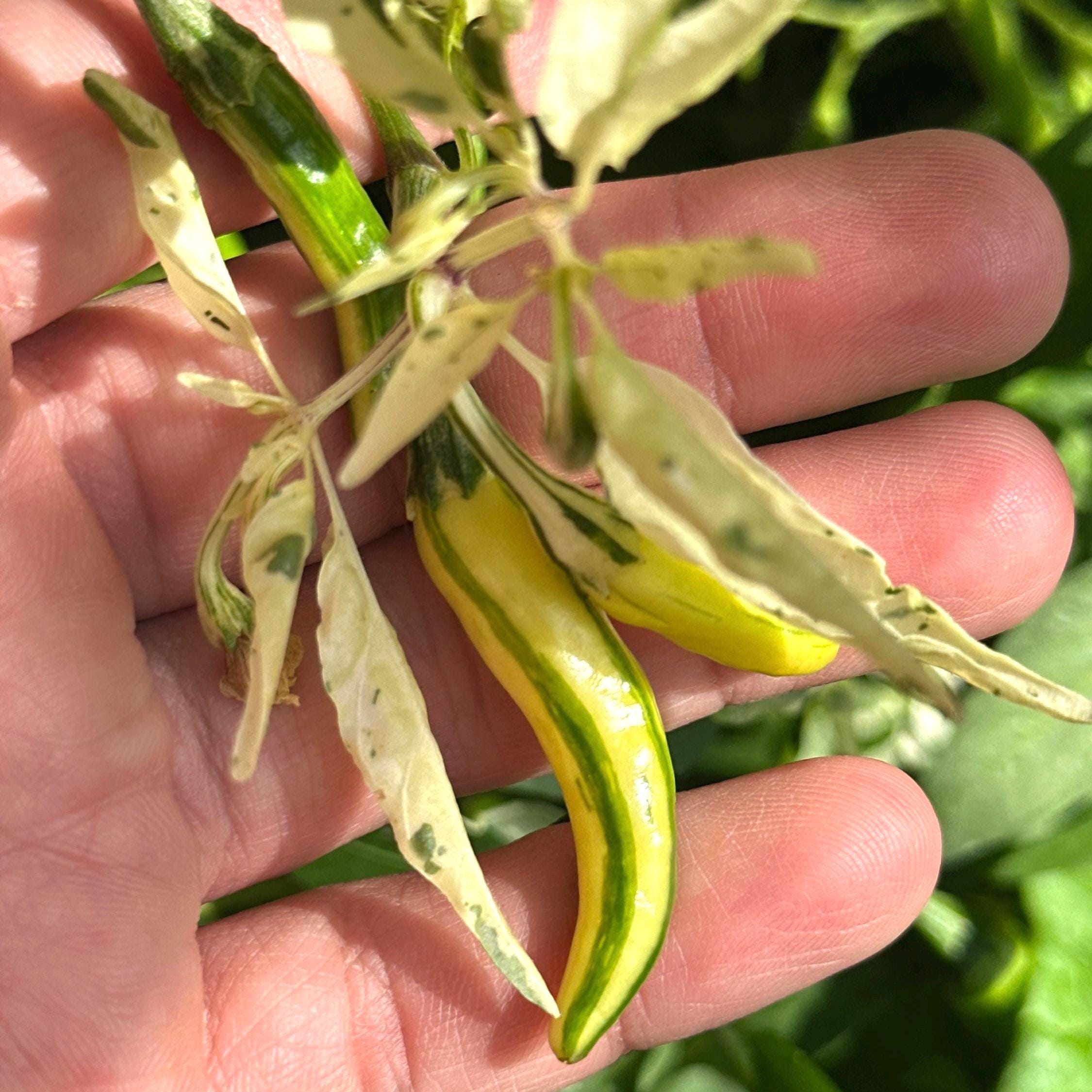 Mixed Variegated Pepper Seed Variety Pack Unlabeled Seeds - 25+