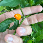 Wild Brazil Orange Seeds - Hot Pepper Variety (20+ Seeds)