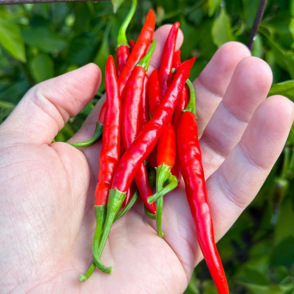 Thai Hot Pepper Seeds -   20+ Hot Pepper Seeds