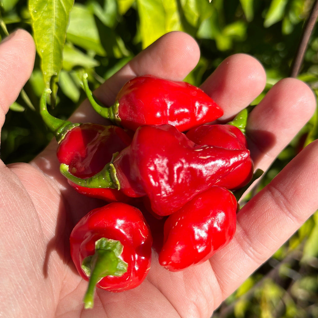 Biquinho X F3 Pepper Seeds: Hot & Fruity (20+ Seeds)