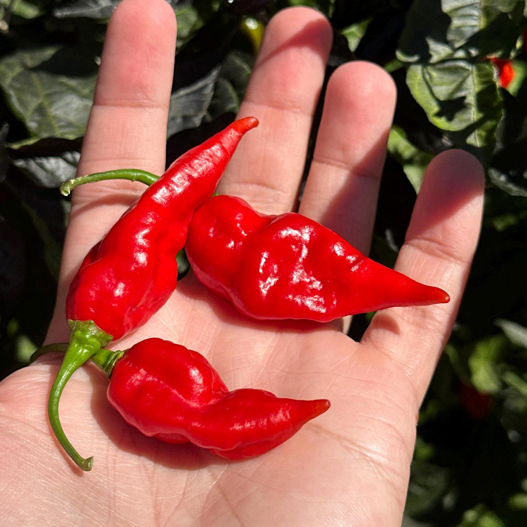 Fools Scorpion Cross Pepper Seeds -  20+ Pepper Seeds