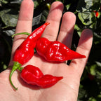 Fools Scorpion Cross Pepper Seeds -  20+ Pepper Seeds