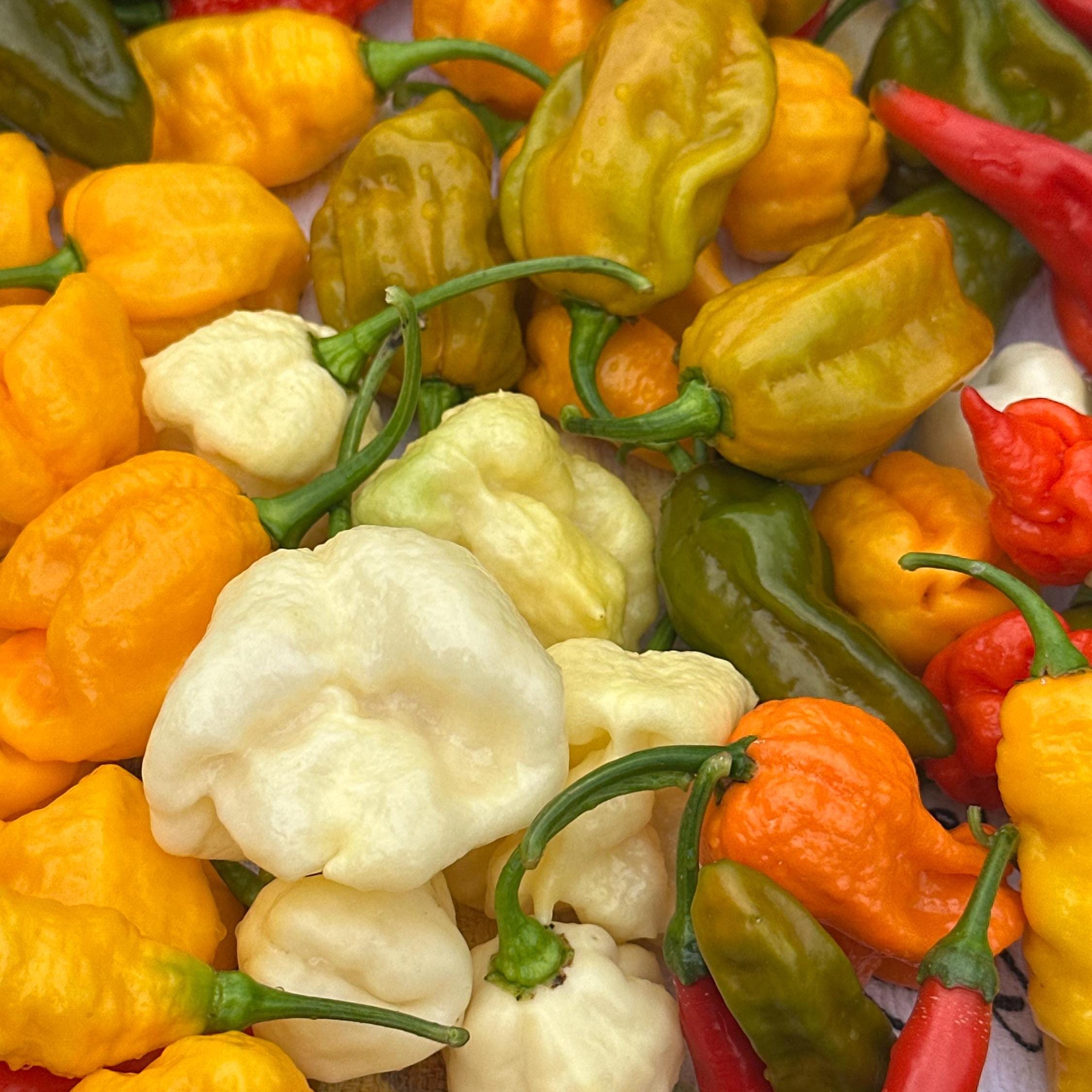 Mike’s Pepper Seeds Assorted colorful peppers including yellow, green, red, and white on a white background
