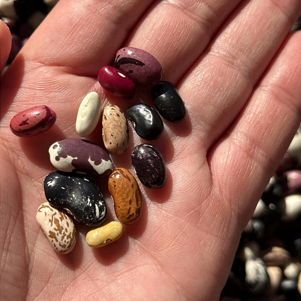 Mike’s Pepper Seeds Hand holding a variety of colorful beans