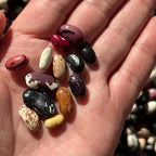 Mike’s Pepper Seeds Hand holding a variety of colorful beans