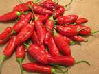 Big Inca Red Drop pepper Seeds -   20+ Pepper Seeds