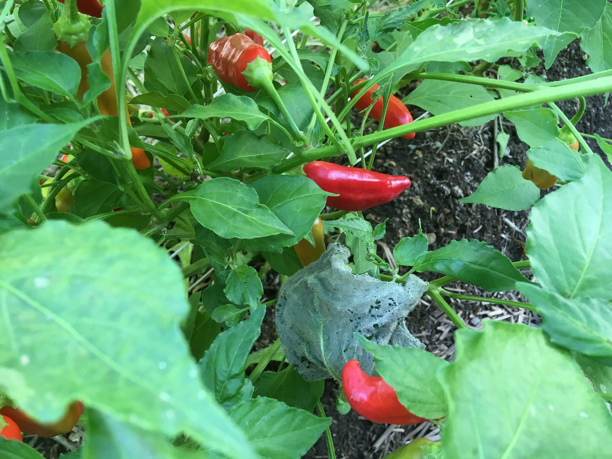 Big Inca Red Drop pepper Seeds -   20+ Pepper Seeds