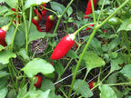 Big Inca Red Drop pepper Seeds -   20+ Pepper Seeds