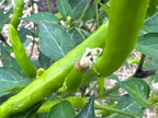 Tree Finger Red  F4  Pepper Seeds -   20+ Hot Pepper Seeds