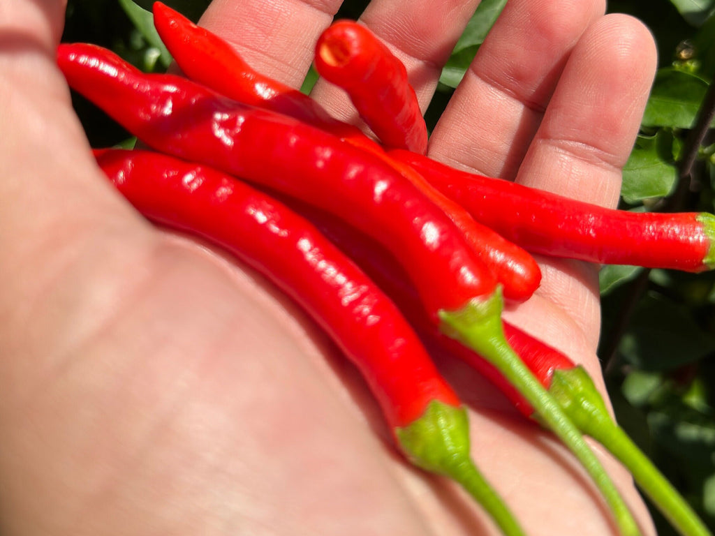 Tree Finger Red  F4  Pepper Seeds -   20+ Hot Pepper Seeds