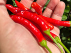 Tree Finger Red  F4  Pepper Seeds -   20+ Hot Pepper Seeds