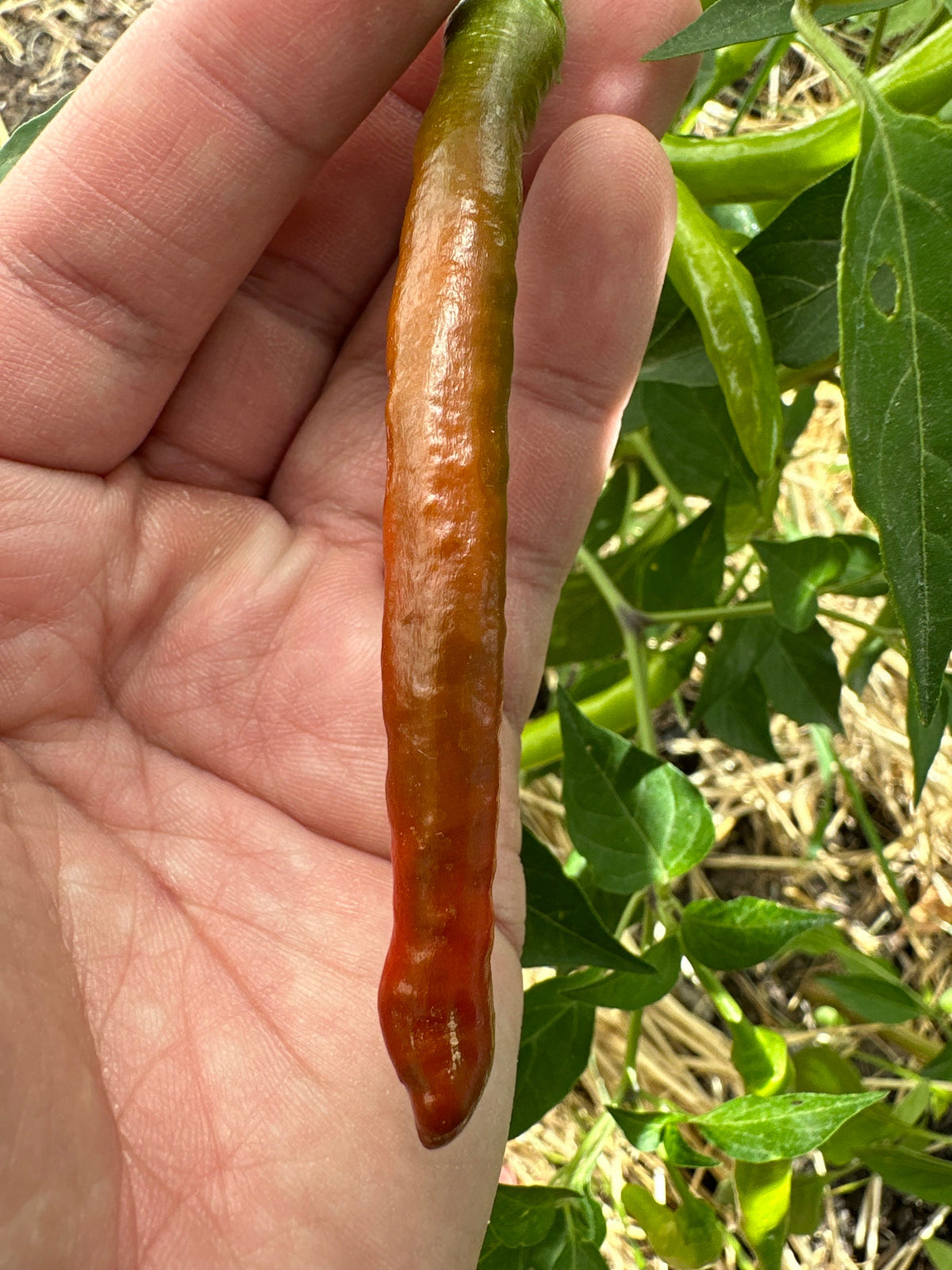 Tree Finger Red  F4  Pepper Seeds -   20+ Hot Pepper Seeds